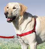 Petsafe Easy Walk Harness